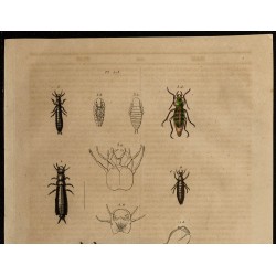 Gravure de 1839 - Insectes Coléoptères - 2