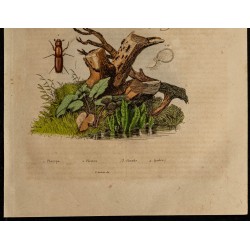 Gravure de 1839 - Insectes Coléoptères - 3