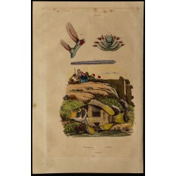 Gravure de 1839 - Plectropomus (Mérous) - 1
