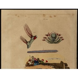 Gravure de 1839 - Plectropomus (Mérous) - 2