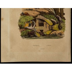 Gravure de 1839 - Plectropomus (Mérous) - 3