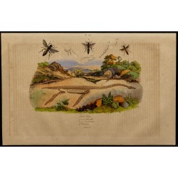 Gravure de 1839 - Squelette de Plésiosaure - 1
