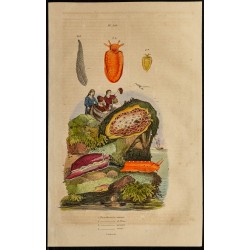 Gravure de 1839 - Pleurobranches - 1