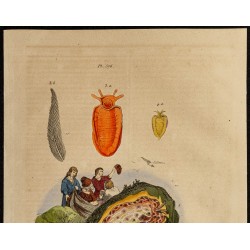 Gravure de 1839 - Pleurobranches - 2
