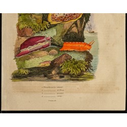 Gravure de 1839 - Pleurobranches - 3