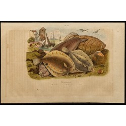 Gravure de 1839 - Poisson Pleuronecte - 1