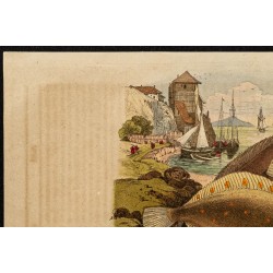 Gravure de 1839 - Poisson Pleuronecte - 2