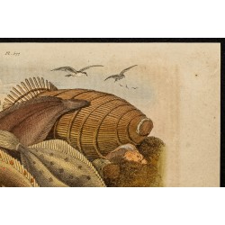 Gravure de 1839 - Poisson Pleuronecte - 3