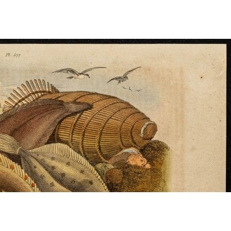 Gravure Ancienne Originale - Poisson Pleuronecte - Ichtyologie - 1839