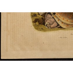 Gravure de 1839 - Poisson Pleuronecte - 4