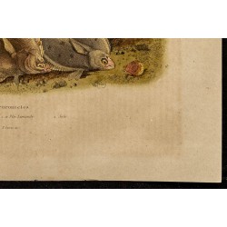Gravure de 1839 - Poisson Pleuronecte - 5