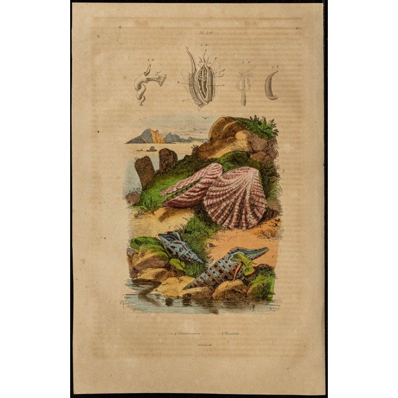 Gravure de 1839 - Coquillage Plicatule & Pleurotome - 1
