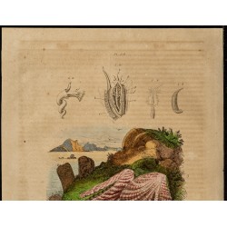 Gravure de 1839 - Coquillage Plicatule & Pleurotome - 2