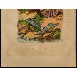 Gravure de 1839 - Coquillage Plicatule & Pleurotome - 3