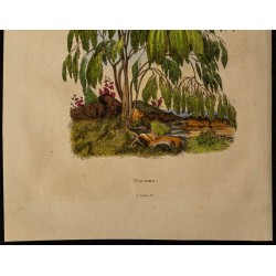 Gravure de 1839 - Plocama - 3