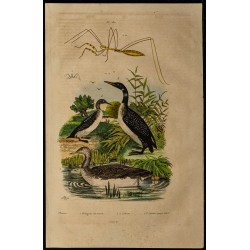 Gravure de 1839 - Plongeons et Ploière - 1