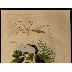 Gravure de 1839 - Plongeons et Ploière - 2