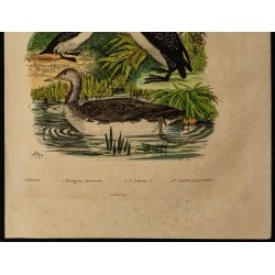 Gravure de 1839 - Plongeons et Ploière - 3