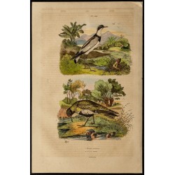 Gravure de 1839 - Oiseau pluvier - 1