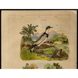 Gravure de 1839 - Oiseau pluvier - 2