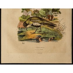Gravure de 1839 - Oiseau pluvier - 3
