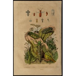 Gravure de 1839 - Pneumoridae & Pélagie - 1