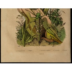 Gravure de 1839 - Pneumoridae & Pélagie - 3