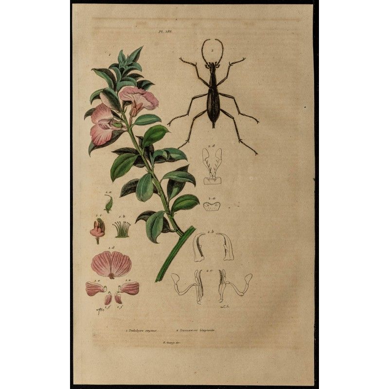 Gravure de 1839 - Podalyre & Carabus blaptoides - 1