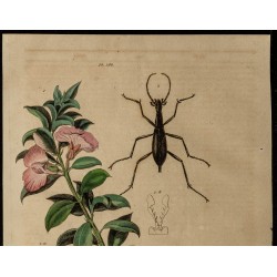 Gravure de 1839 - Podalyre & Carabus blaptoides - 2