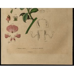Gravure de 1839 - Podalyre & Carabus blaptoides - 3
