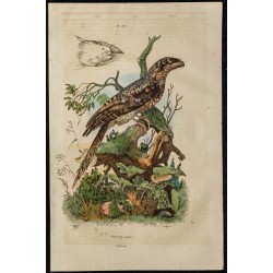 Gravure de 1839 - Podarge papou - 1