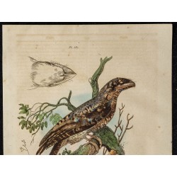 Gravure de 1839 - Podarge papou - 2