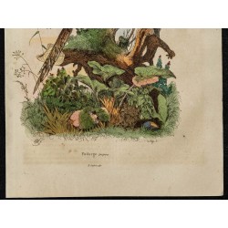 Gravure de 1839 - Podarge papou - 3