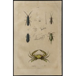 Gravure de 1839 - Crabe podophthalmus et Collemboles podures - 1