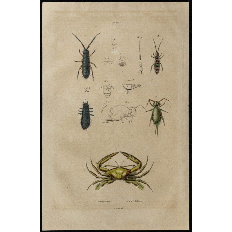 Gravure de 1839 - Crabe podophthalmus et Collemboles podures - 1