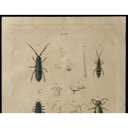 Gravure de 1839 - Crabe podophthalmus et Collemboles podures - 2