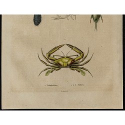 Gravure de 1839 - Crabe podophthalmus et Collemboles podures - 3