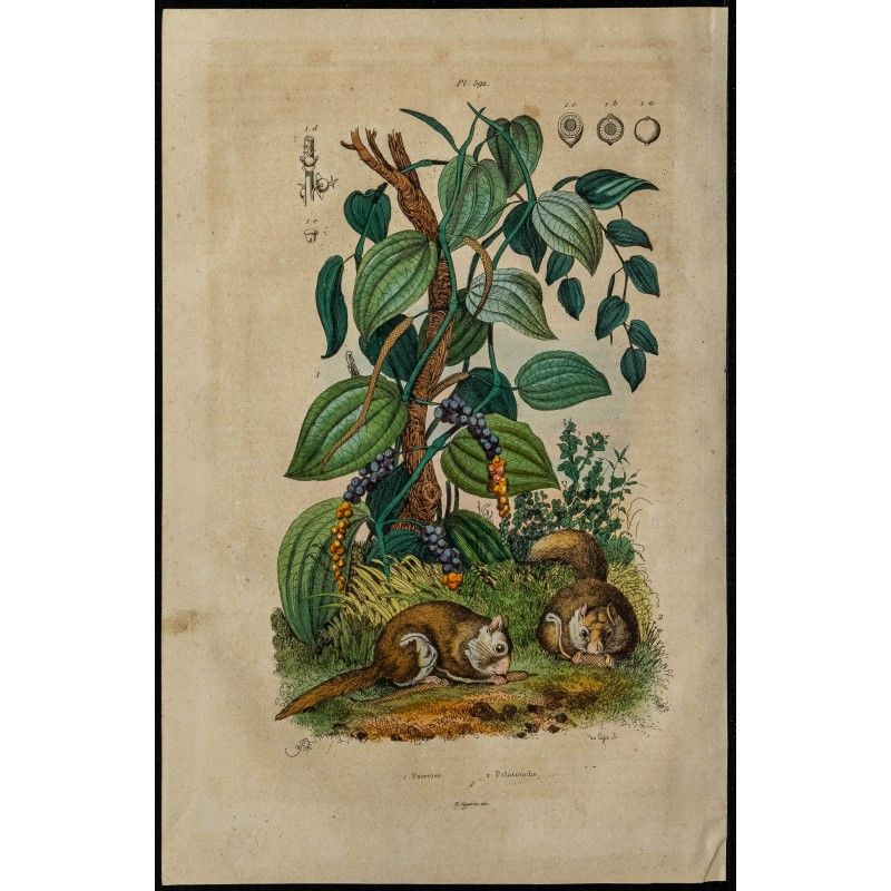 Gravure de 1839 - Poivrier et écureuils volants - 1