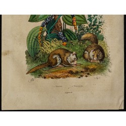 Gravure de 1839 - Poivrier et écureuils volants - 3