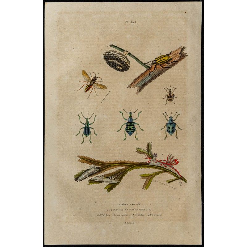 Gravure de 1839 - Insectes divers et Guèpe poliste - 1