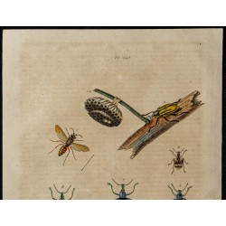 Gravure de 1839 - Insectes divers et Guèpe poliste - 2