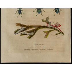 Gravure de 1839 - Insectes divers et Guèpe poliste - 3