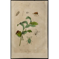 Gravure de 1839 - Nombreux insectes en couleurs - 1