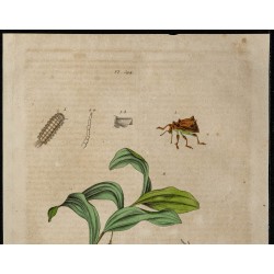 Gravure de 1839 - Nombreux insectes en couleurs - 2