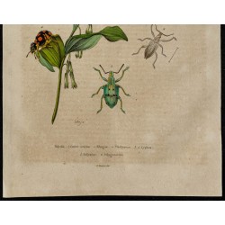 Gravure de 1839 - Nombreux insectes en couleurs - 3