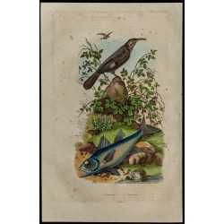 Gravure de 1839 - Pomatome & oiseau pomatorhin - 1