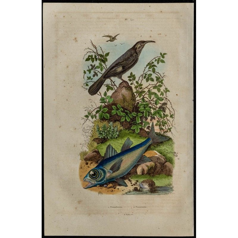 Gravure de 1839 - Pomatome & oiseau pomatorhin - 1