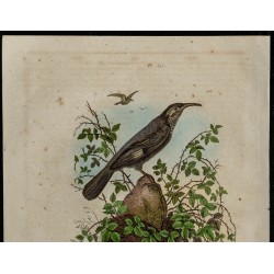 Gravure de 1839 - Pomatome & oiseau pomatorhin - 2