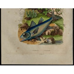 Gravure de 1839 - Pomatome & oiseau pomatorhin - 3