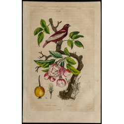 Gravure de 1839 - Cotinga pompadour & Pommier - 1